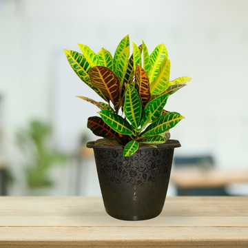 Decorative ceramic planter for palm plant